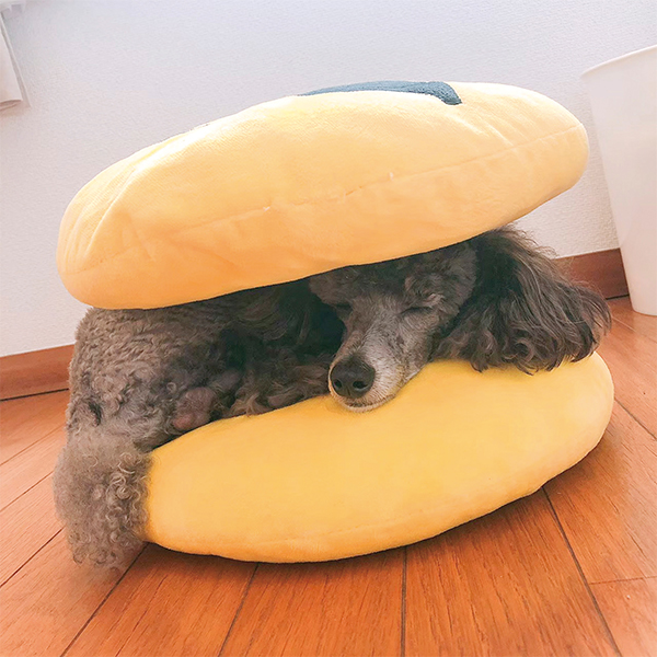 ViVi